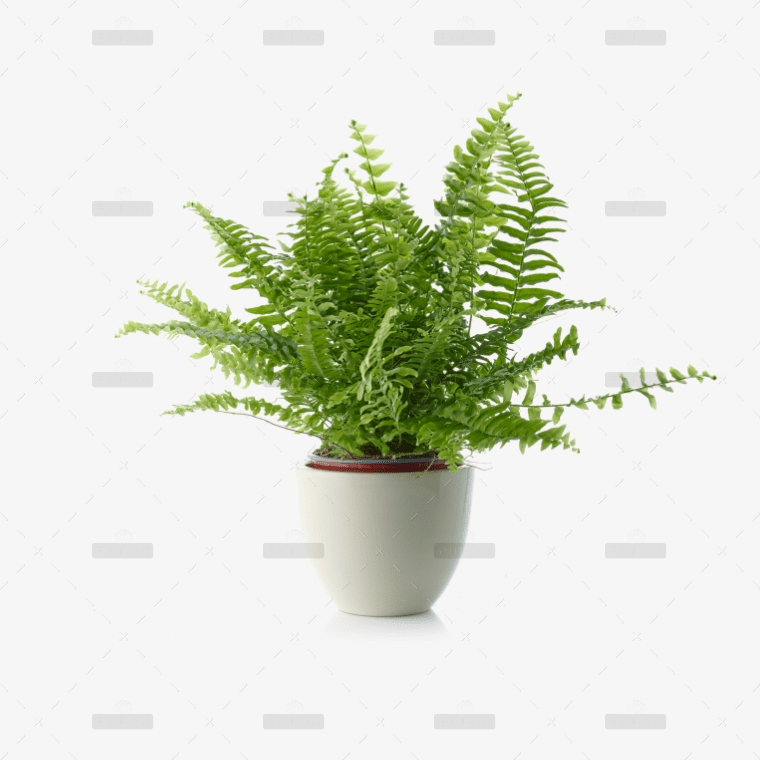 Nephrolepis exaltata – Image 2