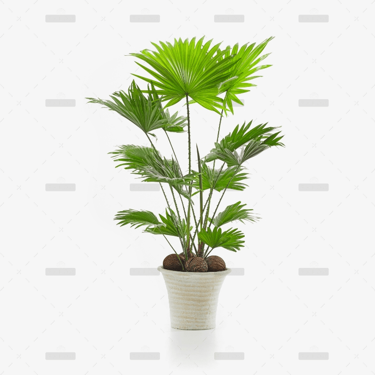 Aspidistra - Cast Iron